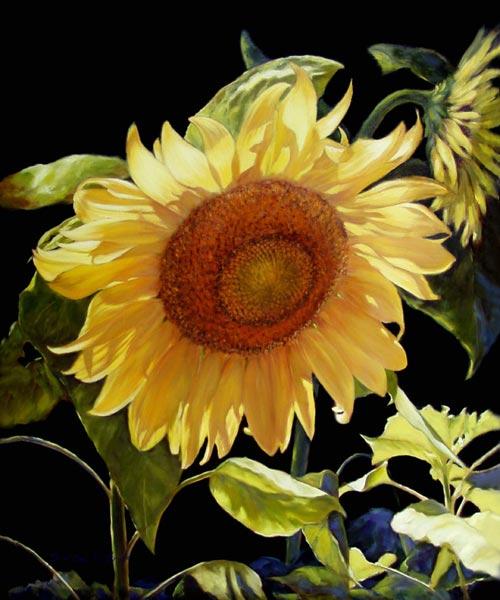Sunflower-Brilliance